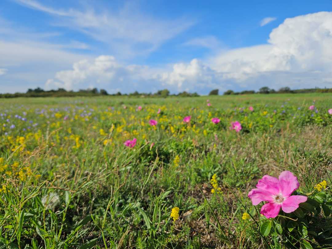 Blumenwiese