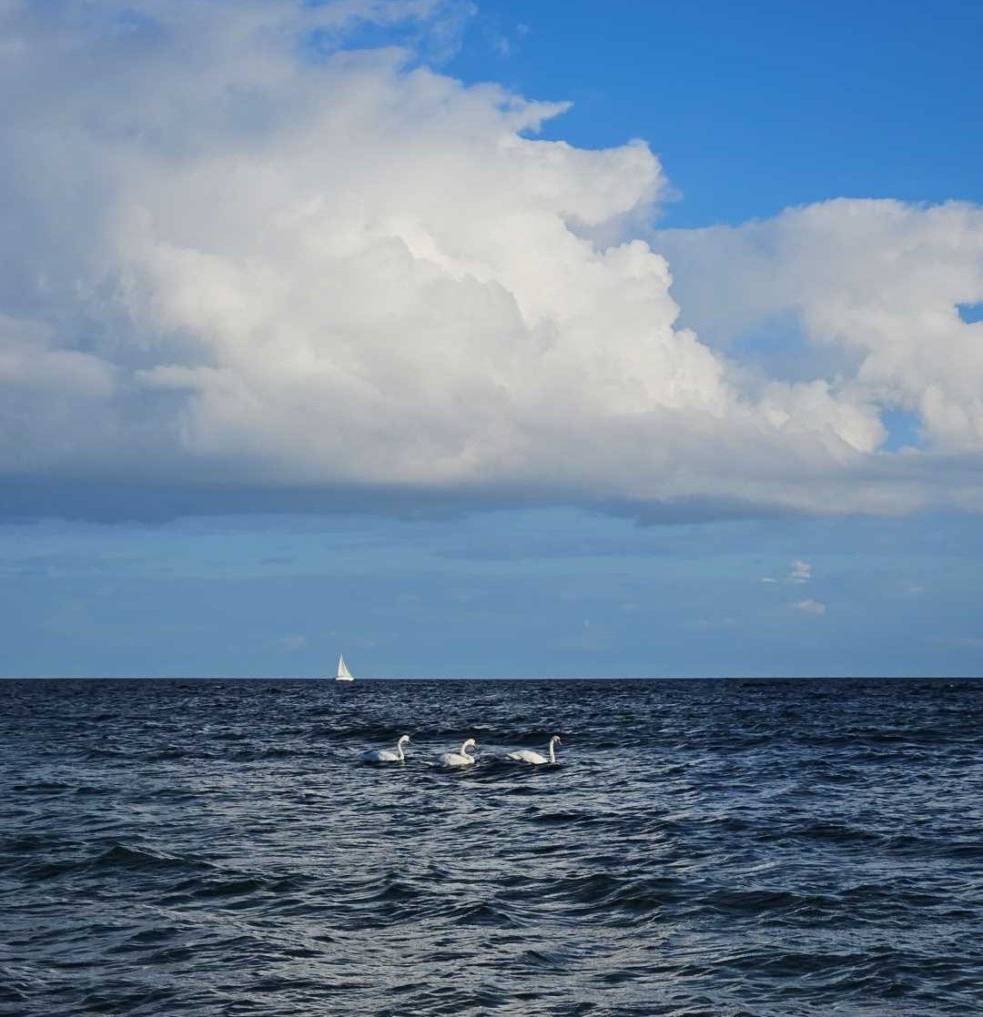 3 Schwäne und weiter draußen ein Segelboot auf dem Meer